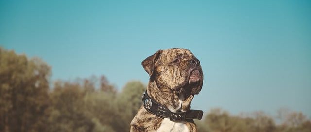 dog sitting in field with blue sky