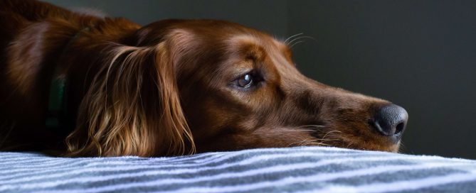 dog lying on bed sad - can pets grieve