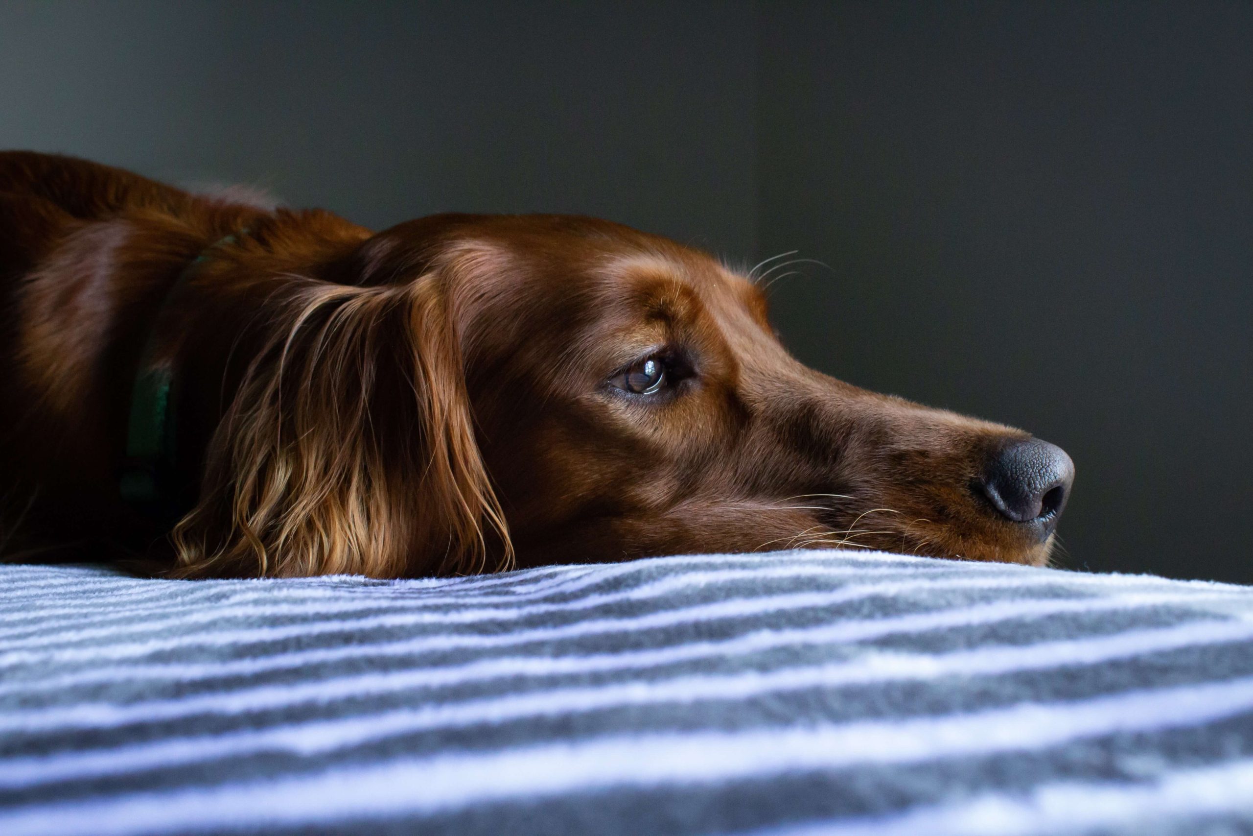 dog lying on bed sad - can pets grieve