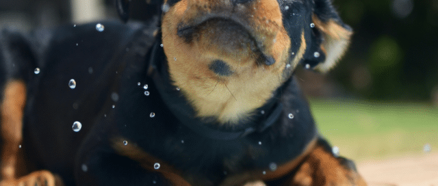 puppy playing in pool