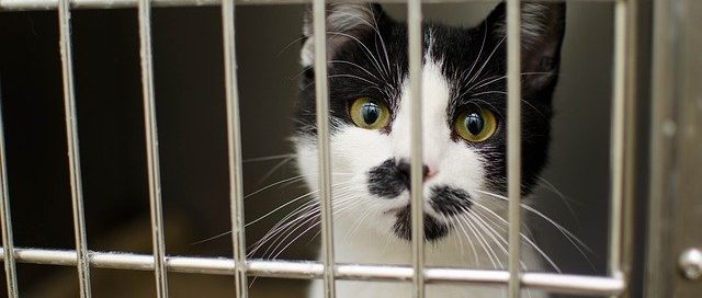 cat in cage at vet after chocolate poisoning