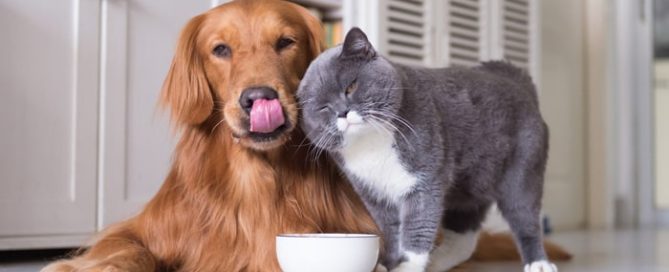 British Shorthair Cats And Golden Retriever — Pet Haven Animal Crematorium in Burleigh Heads, QLD