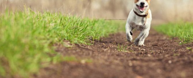 Dog Running Free On A Field — Pet Haven Animal Crematorium in Burleigh Heads, QLD