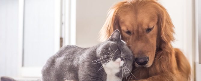 British cat and Golden Retriever