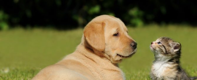 Dog And Cat On Grass