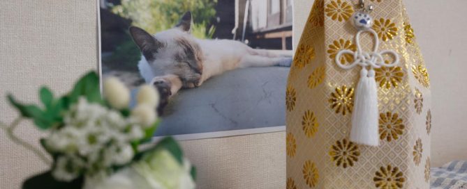 Picture Of A Cat With A Keepsake