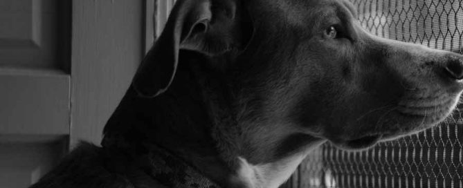 Black And White Picture Of A Dog